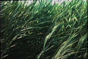 Sequence 1 010032;04