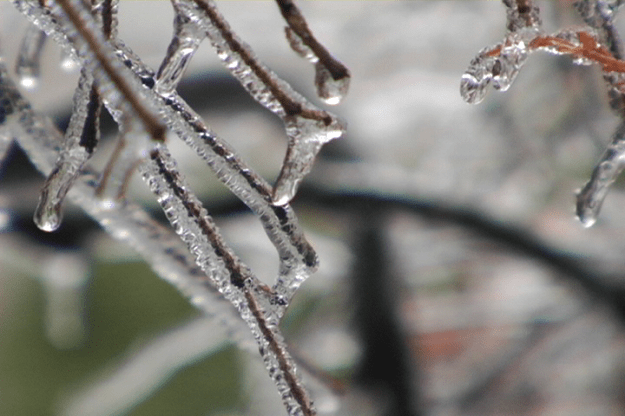 ice on branches