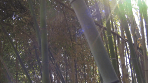 spring breeze bamboo