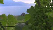 wine still