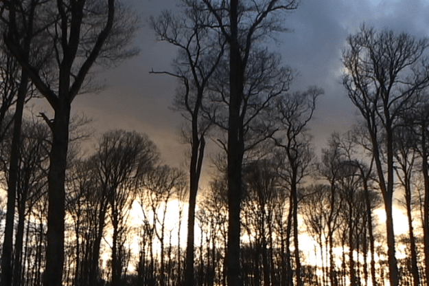 france 2015 n trees 011816;06