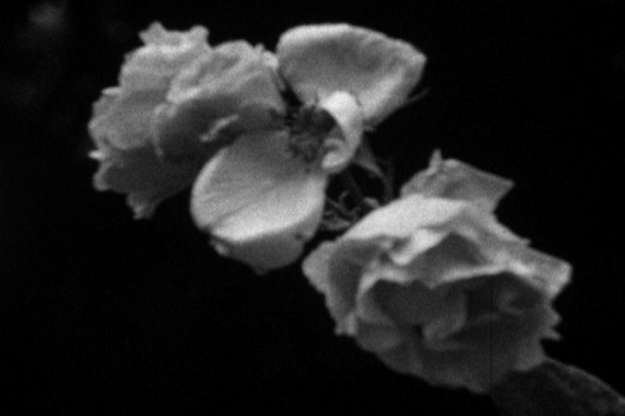 journal 01004804 s 8stillq