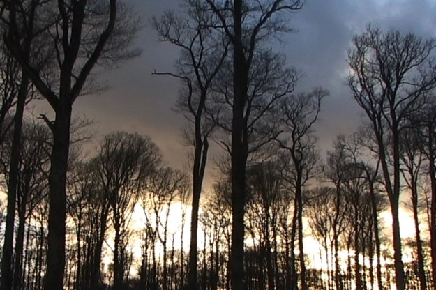 france 2015 n trees 011816;06