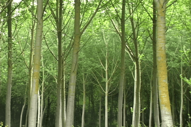 scenes from 10 walks 013140;14 still