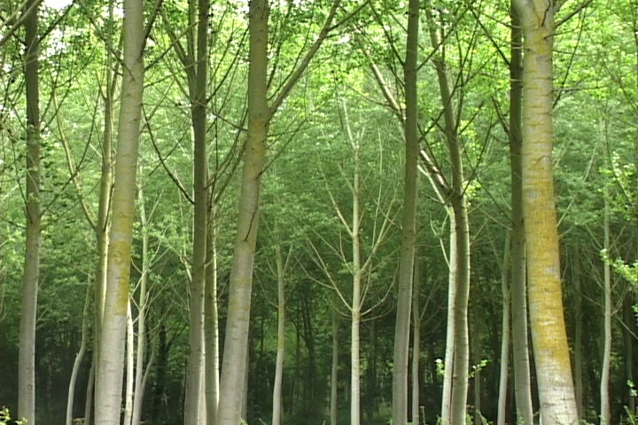 scenes from 10 walks still 2still